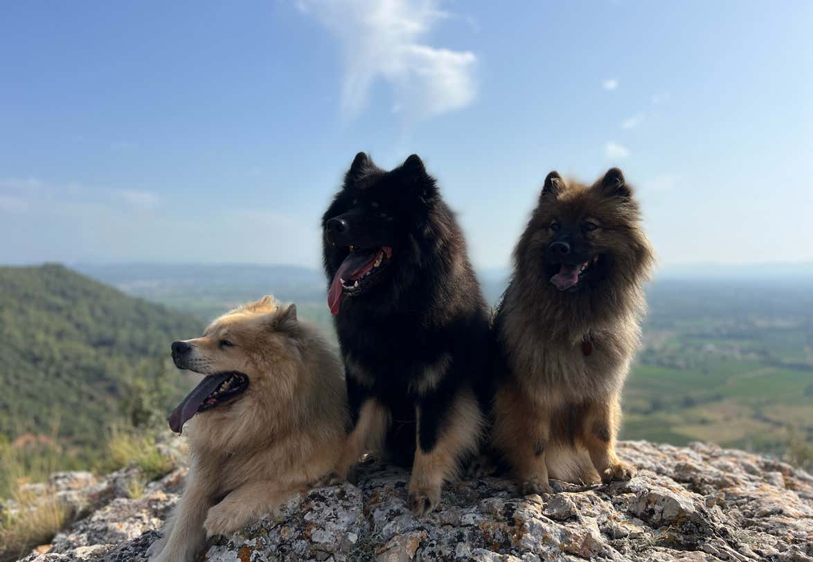 Trio de chiens type eurasier sur un rocher pendant une randonnée