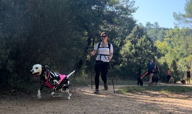 Marche Nordique Canine. Binôme femme avec son chien dalmatien en traction à la marche nordique canine avec les binômes qui suivent derrière. Sport en pleine nature.