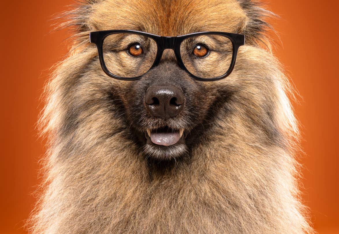 Photo chien border colie