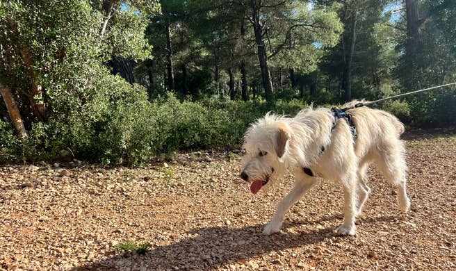 Marche Nordique Canine. Binôme femme avec son chien dalmatien en traction à la marche nordique canine avec les binômes qui suivent derrière. Sport en pleine nature.