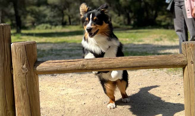 Marche Nordique Canine. Binôme femme avec son chien dalmatien en traction à la marche nordique canine avec les binômes qui suivent derrière. Sport en pleine nature.