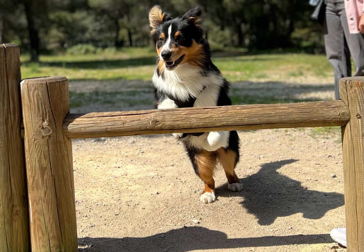 Cours collectif fun deux personnes qui rigolent pendant un exercice d'éducation canine