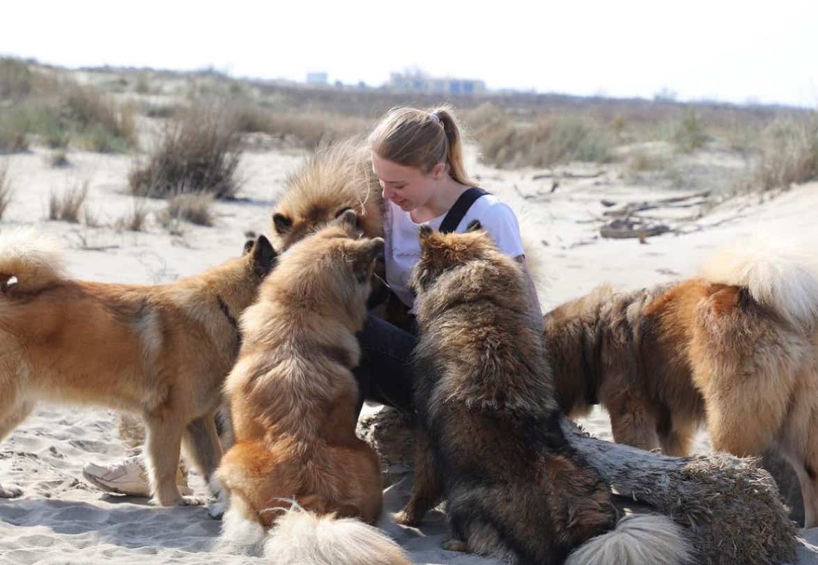 Photo groupe de chiens eurasier avec humain
