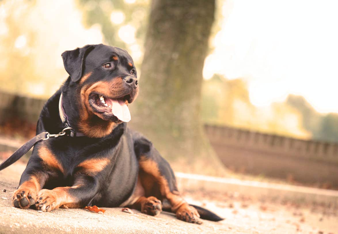 Photo chien rottweiler